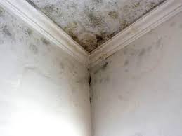 Best Asbestos and Lead Testing During Mold Inspection  in USA